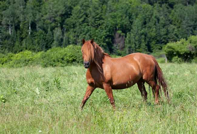 Horse Toxins Moldy and Contaminated Hay