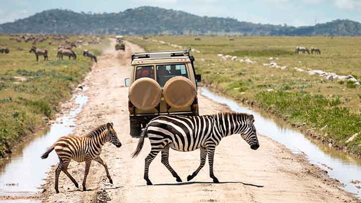 When is the Best Time to Go on Safari in Tanzania