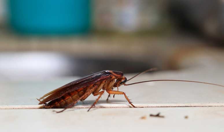 Cockroach Disinfestation: Importance and Benefits